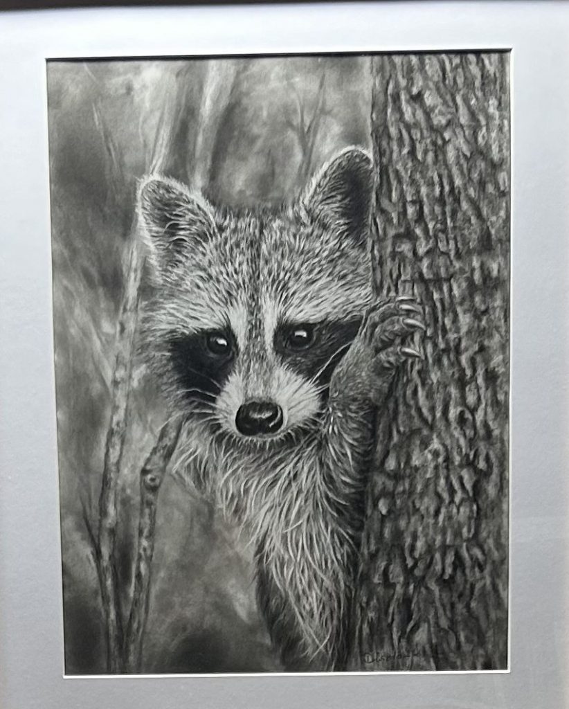 Handgezeichnetes Portrait eines Waschbären in Bleistift und Kohle