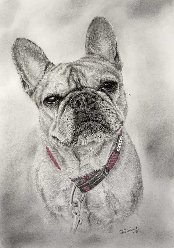 Handgezeichnetes Portrait einer Französischen Bulldogge Bleistiftzeichnung