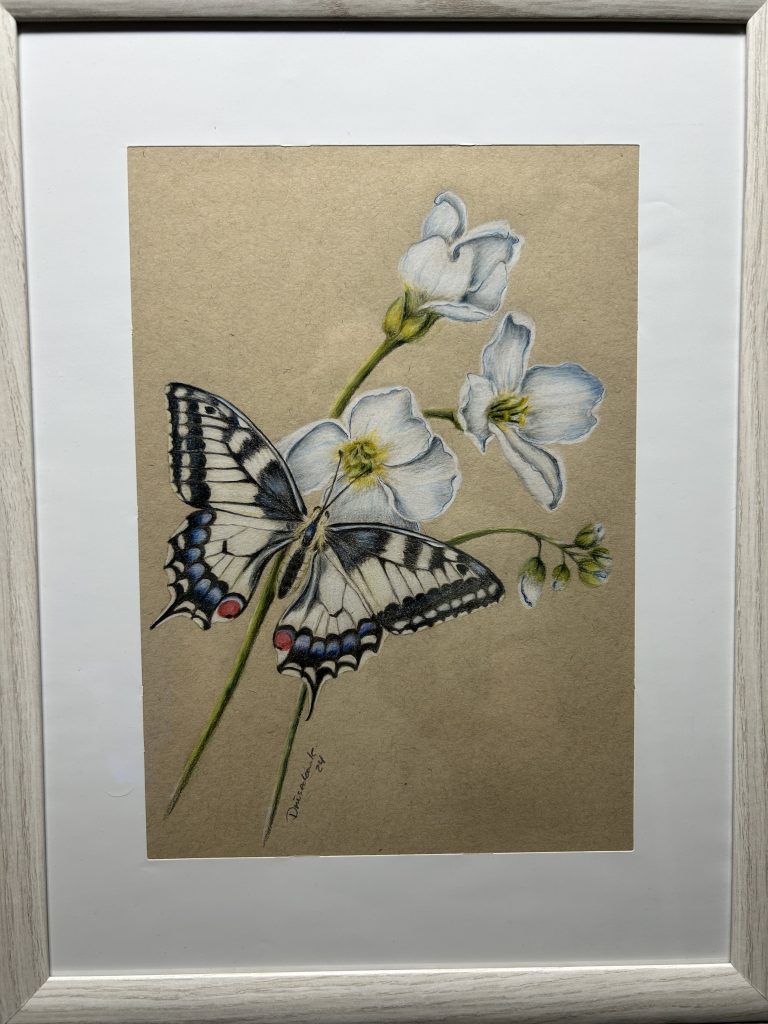 Weiße blüten mit Schmetterling mit Künstlerbuntstiften/Polychromos